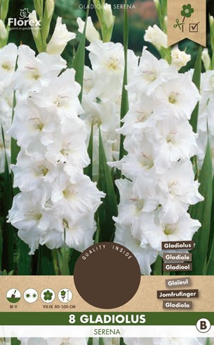 Gladiolus Serena - Glaïeul Blanc