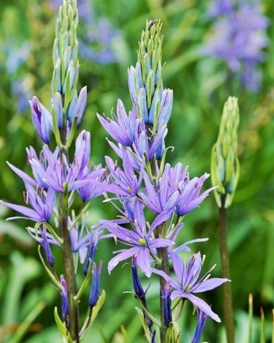 Camassia Leichtlinii - Camas