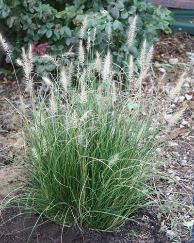 Herbe aux Ecouvillons Little Bunny - Pennisetum Alopecuroides