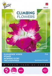 Ipomée Pink - Climbing Flowers