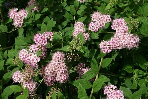 Spiraea Japonica Little Princess - Spirée Japonaise
