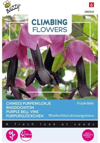 Rhodochiton Purple Bells - Climbing Flowers