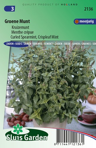 Menthe crépue