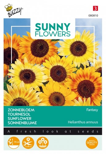 Tournesol nain Fantasy - Sunny Flowers