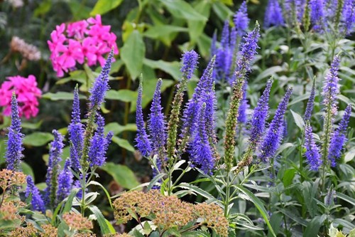 Veronica Longifolia Blauriesin - Véronique (Pack de Trois)