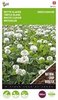 Fumage ou d'engrais vert Trèfle blanc / 100 gr - 100 m2