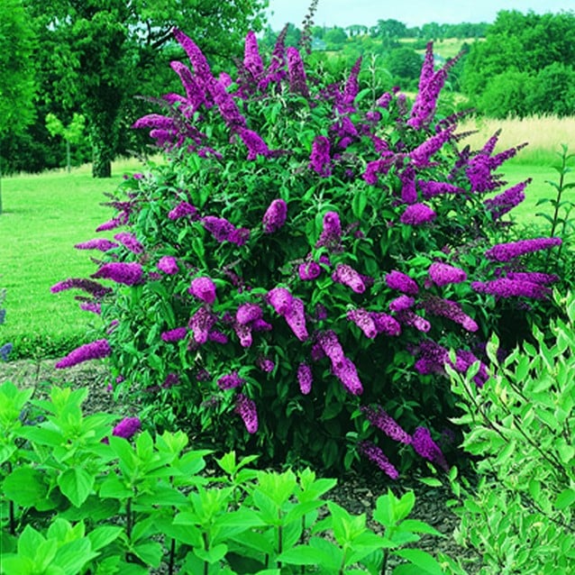 Acheter Arbre à papillon Buddleja rouge?