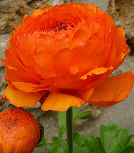 Renoncule Oranges - Doubles Oranges - 10 Bulbes