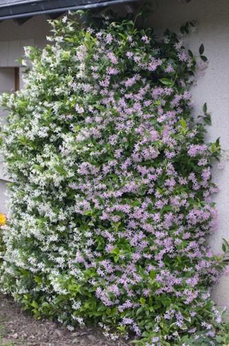 Jasmin Étoilé Pink Showers - Plante Grimpante Parfumée | Fleurs Roses | Hauteur 2-3m | Livré En Pot 5L