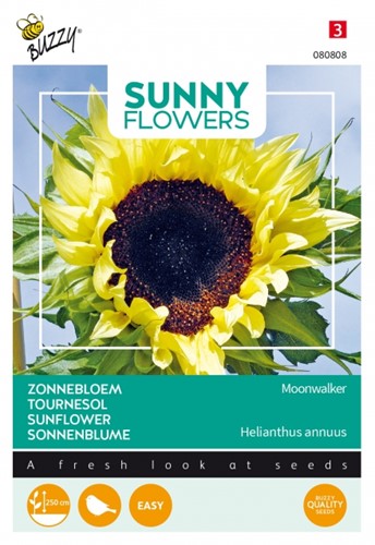 Tournesol Moonwalker - Sunny Flowers
