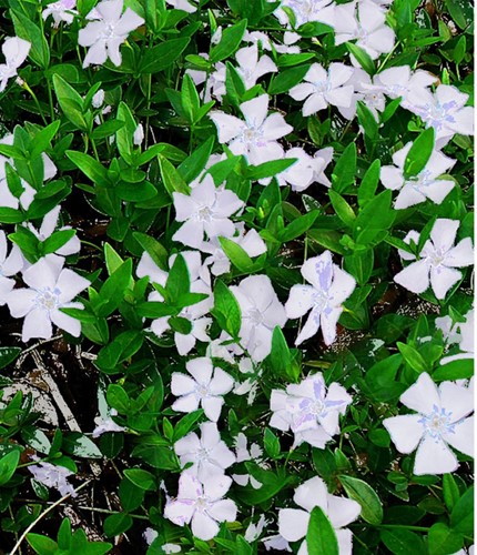 Petite Pervenche Gertrude Jekyll - Vinca Minor)