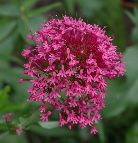 Centranthus ruber Coccineus – Centranthe, Valériane