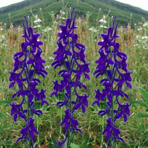 Pied d Alouette vivace - Delphinium (P) Black Knight (Pack de Six)