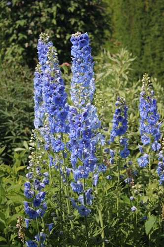 Pied d'alouette Blue Bird - Delphinium (P)