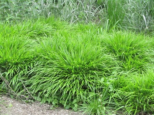 Hakonechloa macra – Herbe du Japon