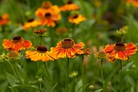 Helenium Sahin's Early Flowerer - Hélénie