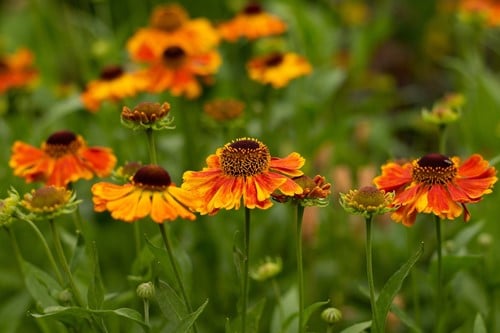 Helenium Sahin's Early Flowerer - Hélénie