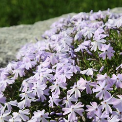 Phlox Subulata Emerald Cushion Blue - Phlox (Pack de Trois)