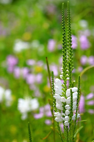 Physostegia virginiana Alba – Physostégie de Virginie