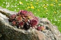 Sempervivum mix – Joubarbes en mélange