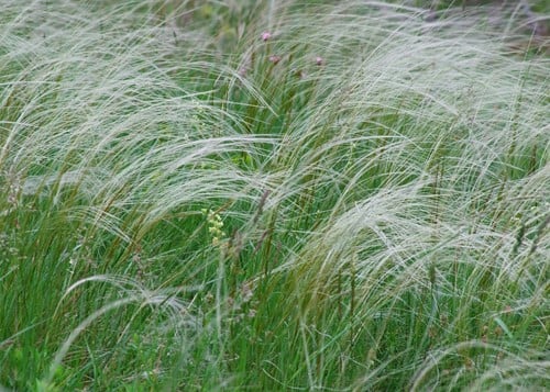 Stipa tenuissima Ponytails – Cheveux d'ange