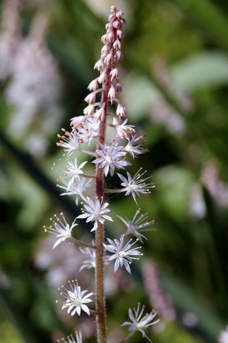 Tiarella wherryi - Tiarelle