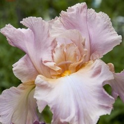 Iris Germanica Constant Wattez - Baardiris (Driepack)