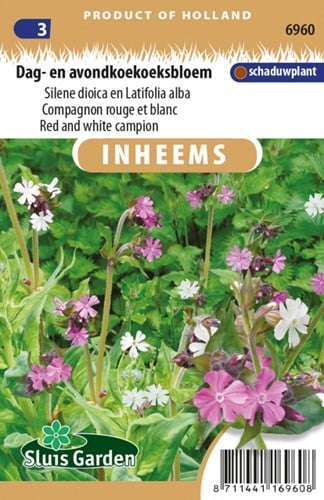 Compagnon rouge et blanc - Silene