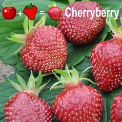 2x plantes de Fraisier Cherryberry - Fragaria