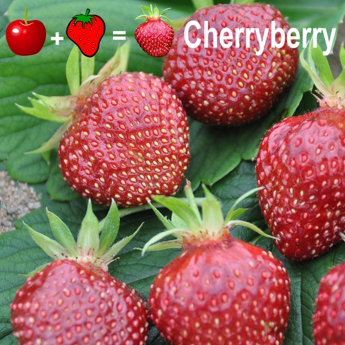 2x plantes de Fraisier Cherryberry - Fragaria
