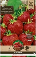 Fraises Elsanta - Fragaria
