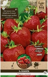 Fraises Elsanta - Fragaria