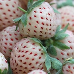 Fraises White Pineberry - Fragaria