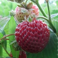 Fraises Framberry - Fragaria