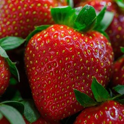 Fraises Maxim - Fragaria