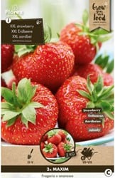 Fraises Maxim (en graines) - Fragaria