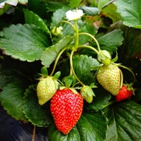 Engrais organique pour fraises 750 g. - Viano-2