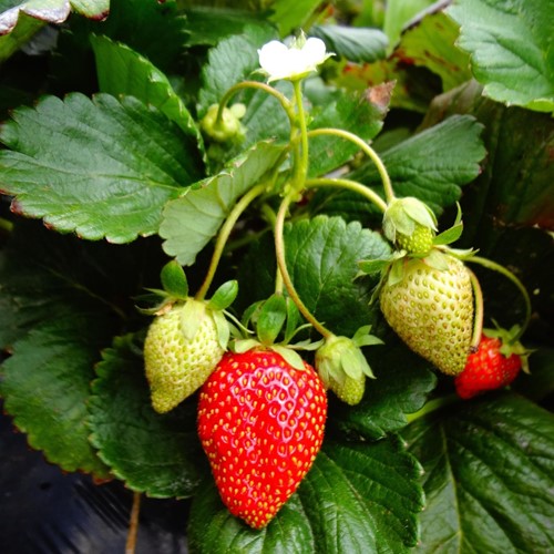 Engrais organique pour fraises 750 g. - Viano-2