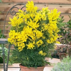 Acacia dealbata - Mimosa (Plantes en pot)