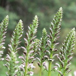 L'acanthe à feuilles molles - Acanthus mollis