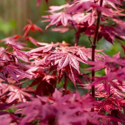 Érable japonais - Acer palmatum Atropurpureum