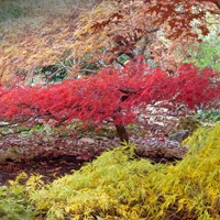 Érable japonais - Acer palmatum Atropurpureum-2
