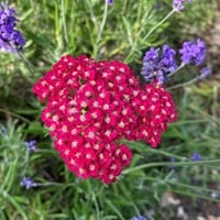 Achillée millefeuille Paprika - Achillea millefolium
