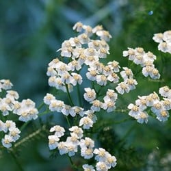 Achillea ptarmica The Pearl - Achillée sternutatoire (Plantes en Pot)