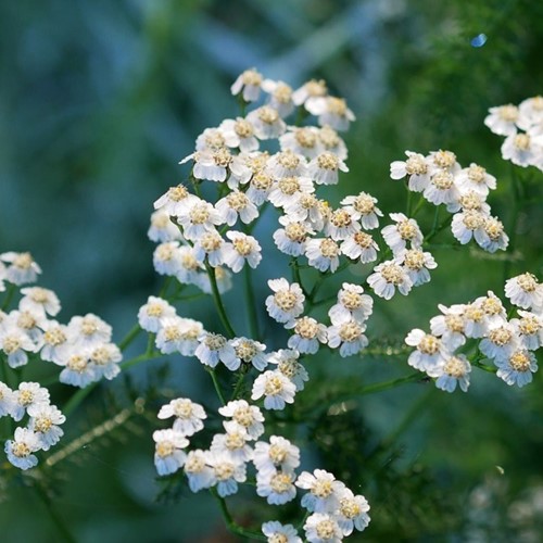 Achillea ptarmica The Pearl - Achillée sternutatoire (Plantes en Pot)