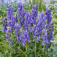Aconit Arendsii - Aconitum carmichaelii Arendsii