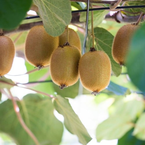 Actinidia deliciosa Jenny - Kiwi autofertile (Pack de six)