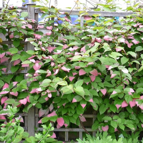 Actinidia Kolomikta - Kiwi d'Ornement