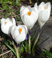 Crocus Jeanne d'Arc - Joan of Arc (En Vrac)-2