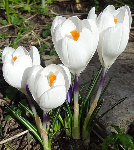 Crocus Jeanne d'Arc - Joan of Arc (En Vrac)-2
